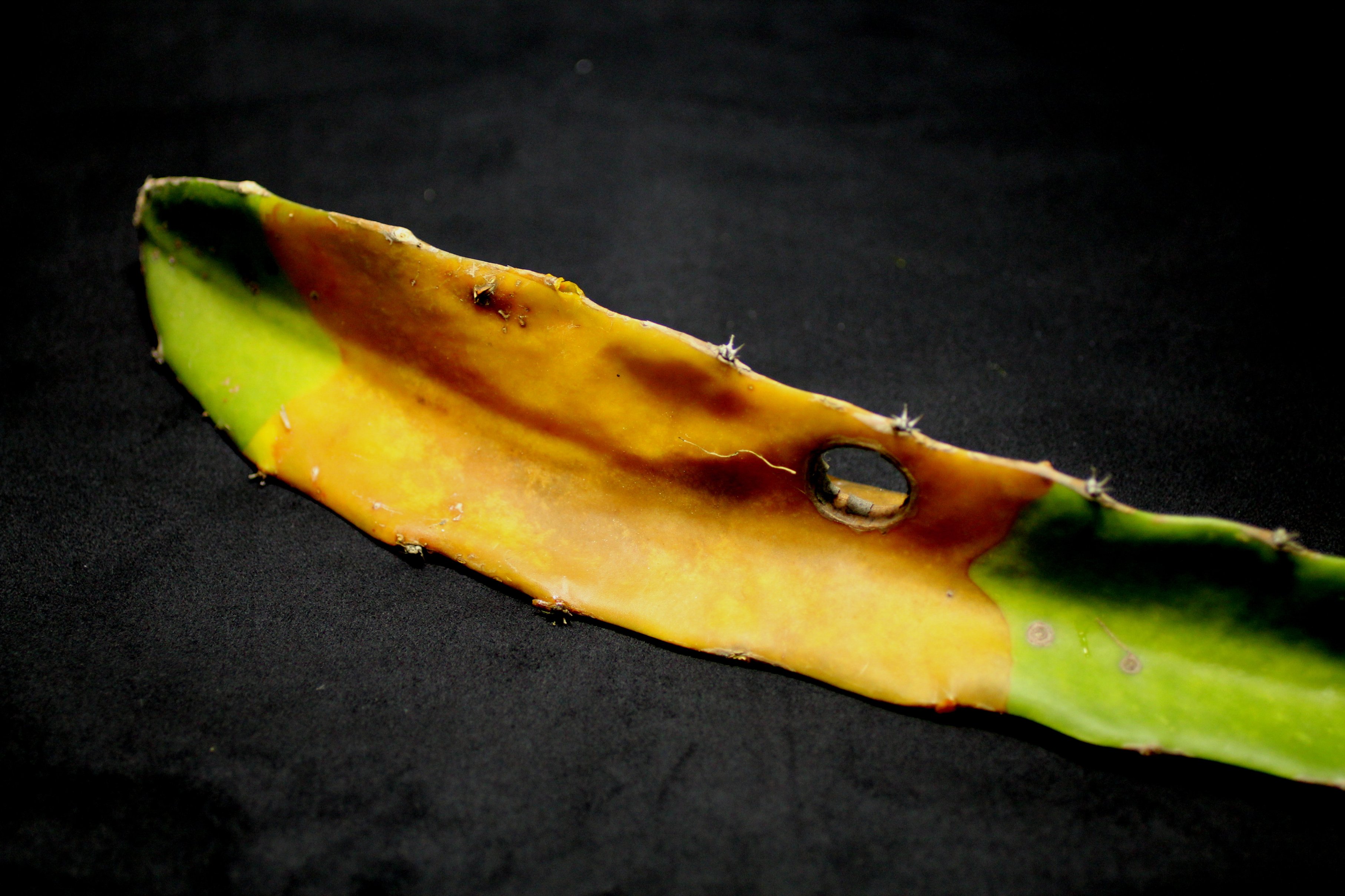 火龍果潰瘍病發生後期呈水浸腐爛狀