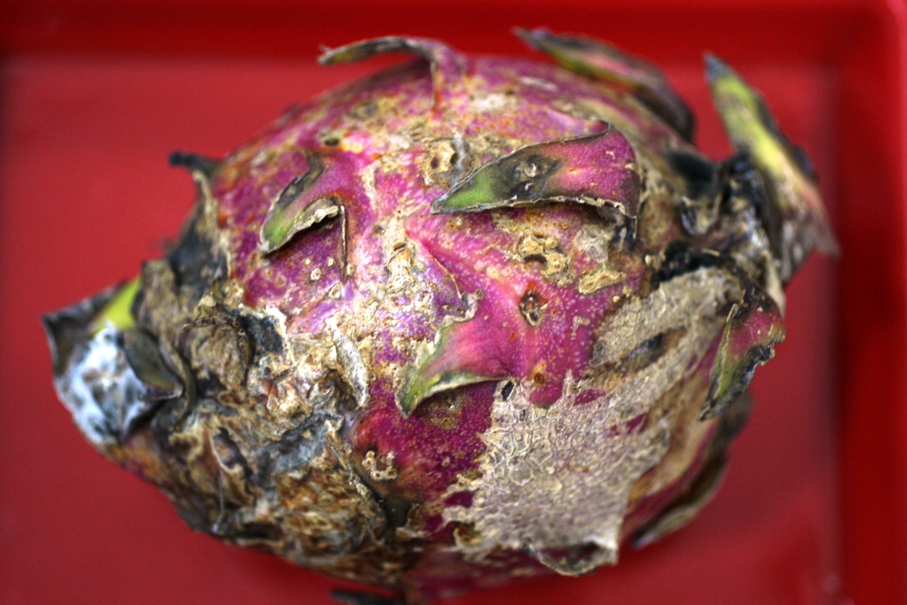 火龍果潰瘍病使果實失去商品價值