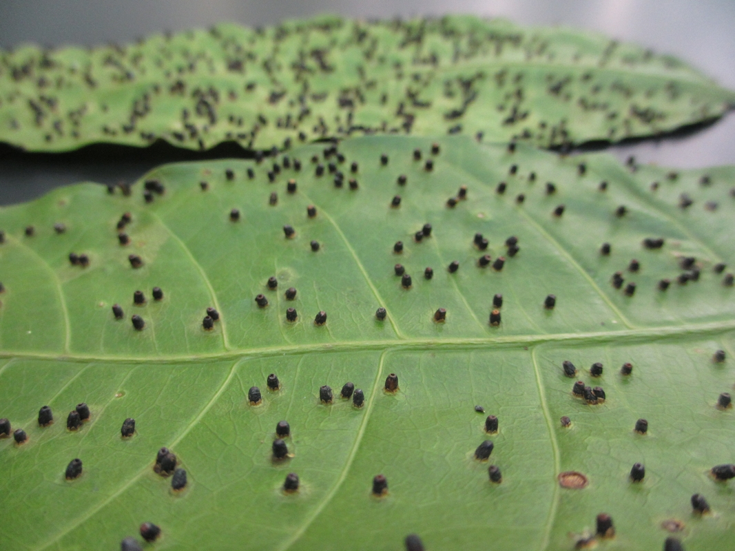 檬果壯鋏普癭蚋幼蟲造成錐狀蟲癭