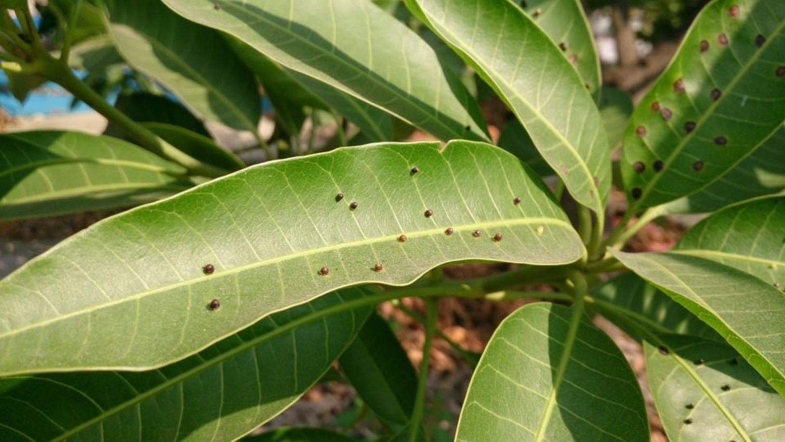 檬果壯鋏普癭蚋為害狀(圖：吳俊興)