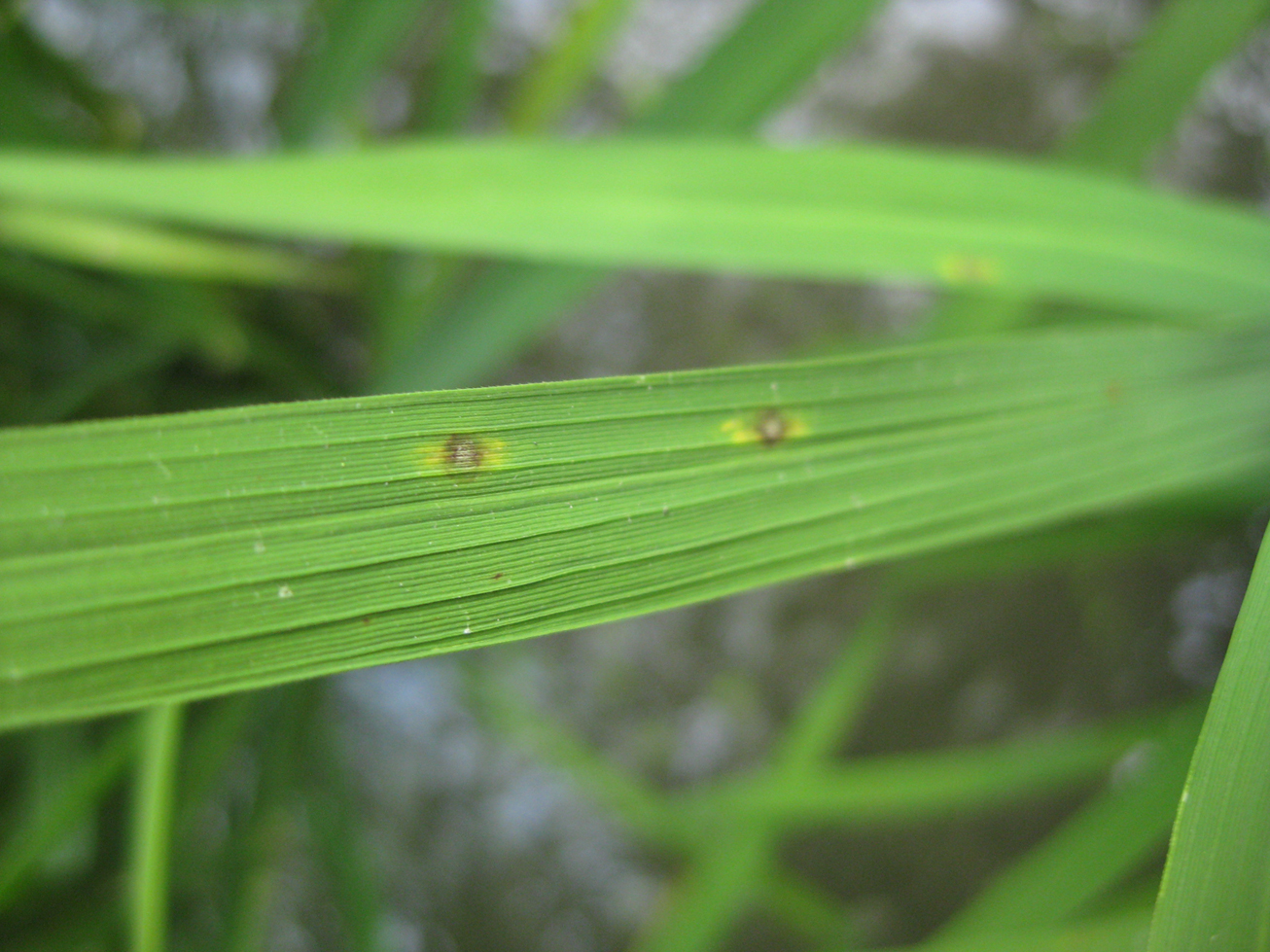葉稻熱病發生初期葉面上形成褐色或暗綠色小斑點