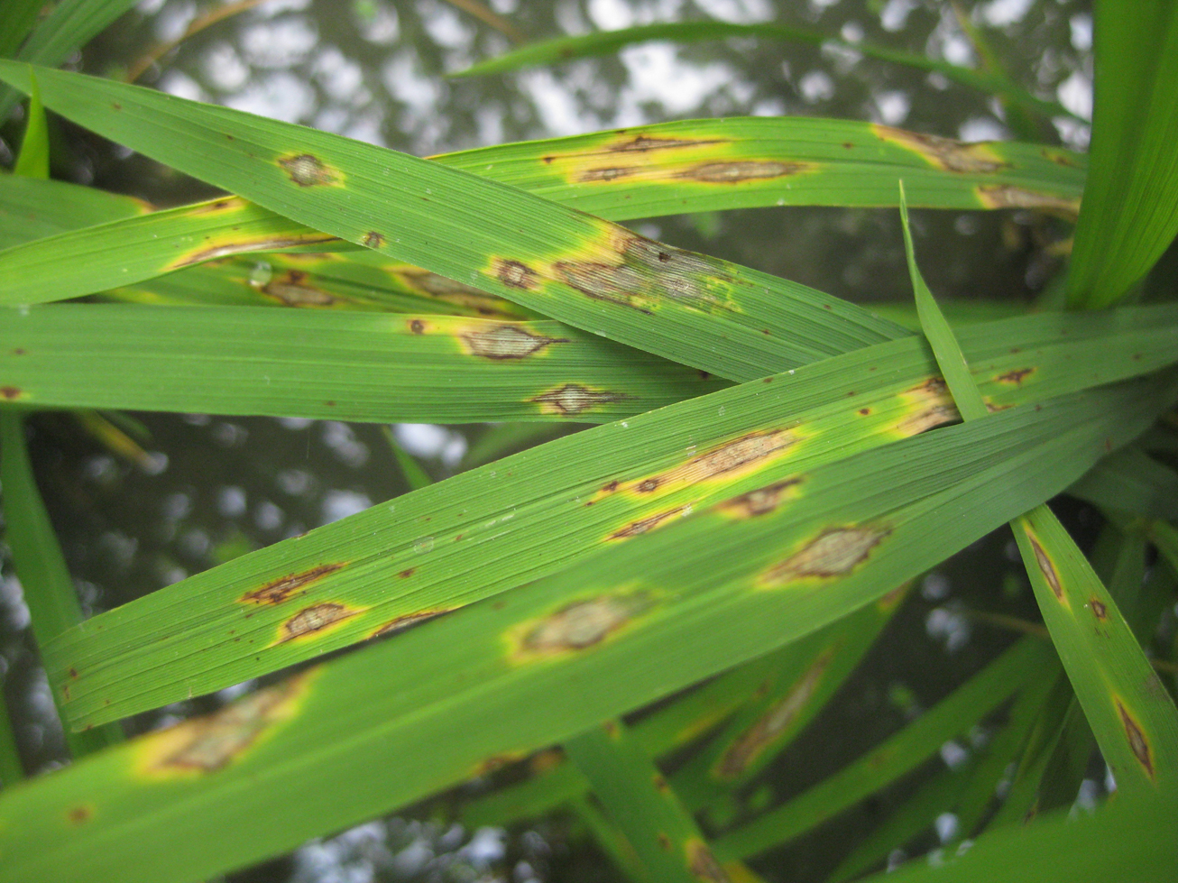 葉稻熱病感染葉片擴大呈紡錘型，病斑周圍呈黃色，中間灰褐色
