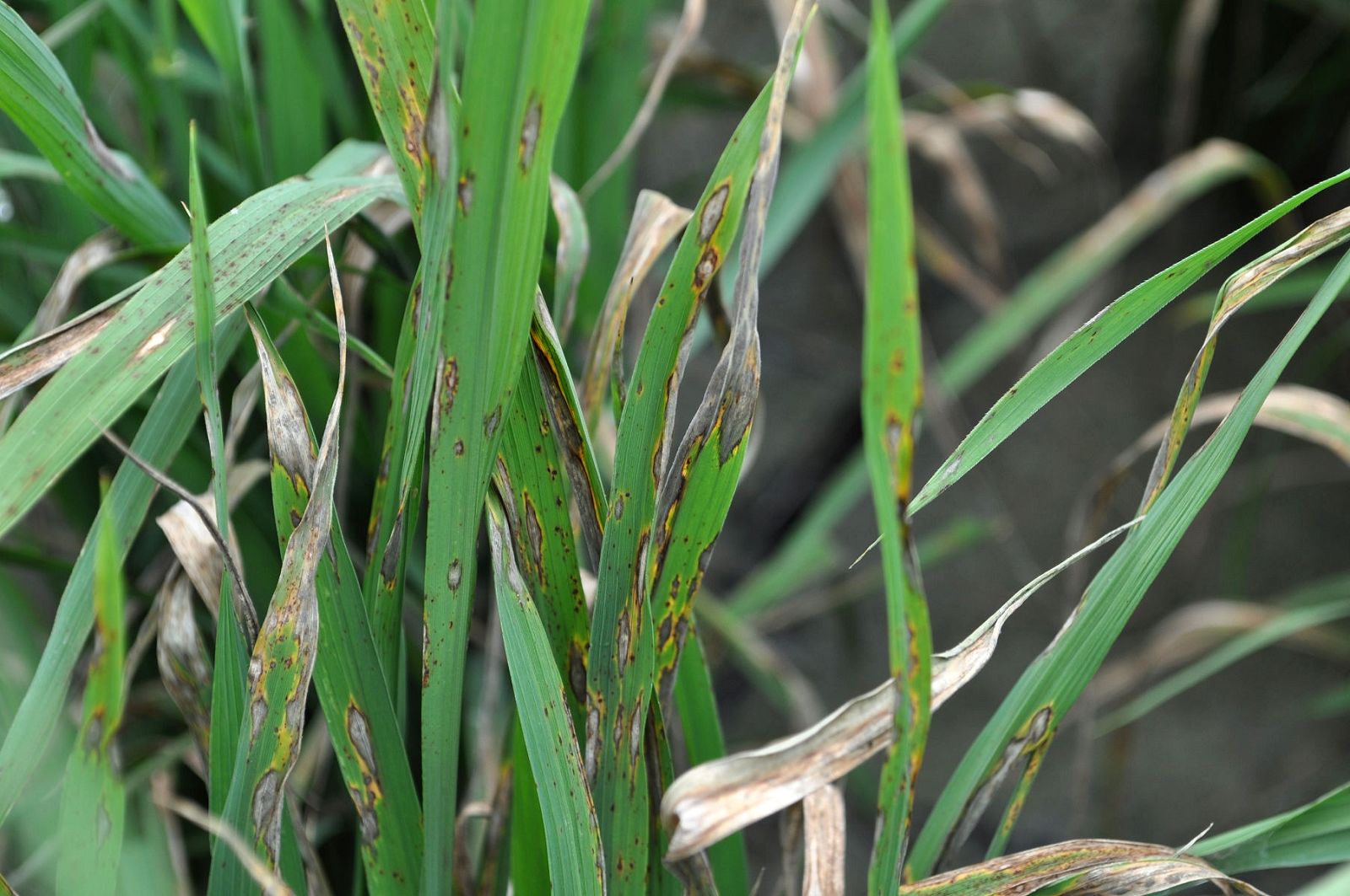 葉稻熱病病斑持續擴展後造成葉片乾枯