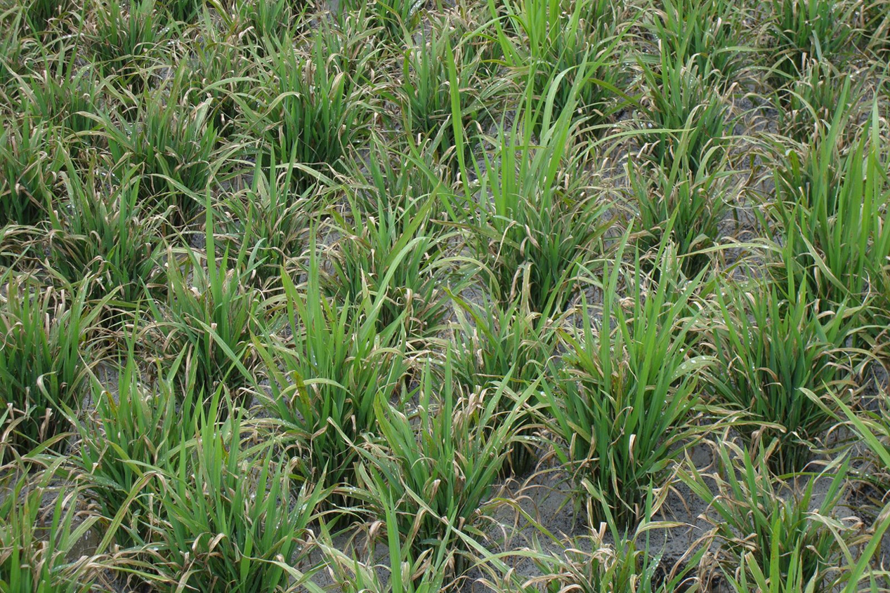 葉稻熱病發生嚴重時稻株乾枯萎縮