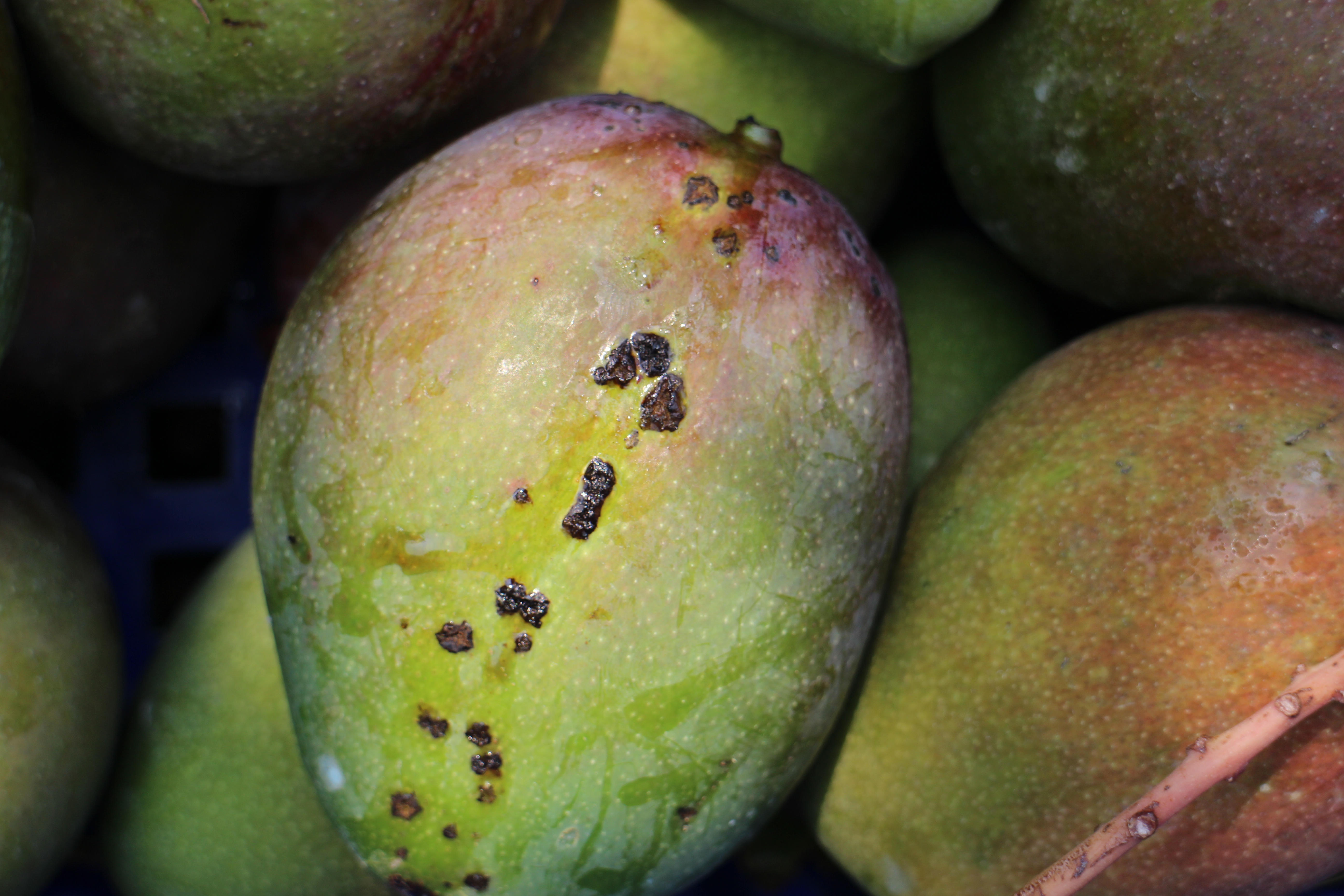 芒果感染黑斑病後病斑凸起觸摸有粗糙感