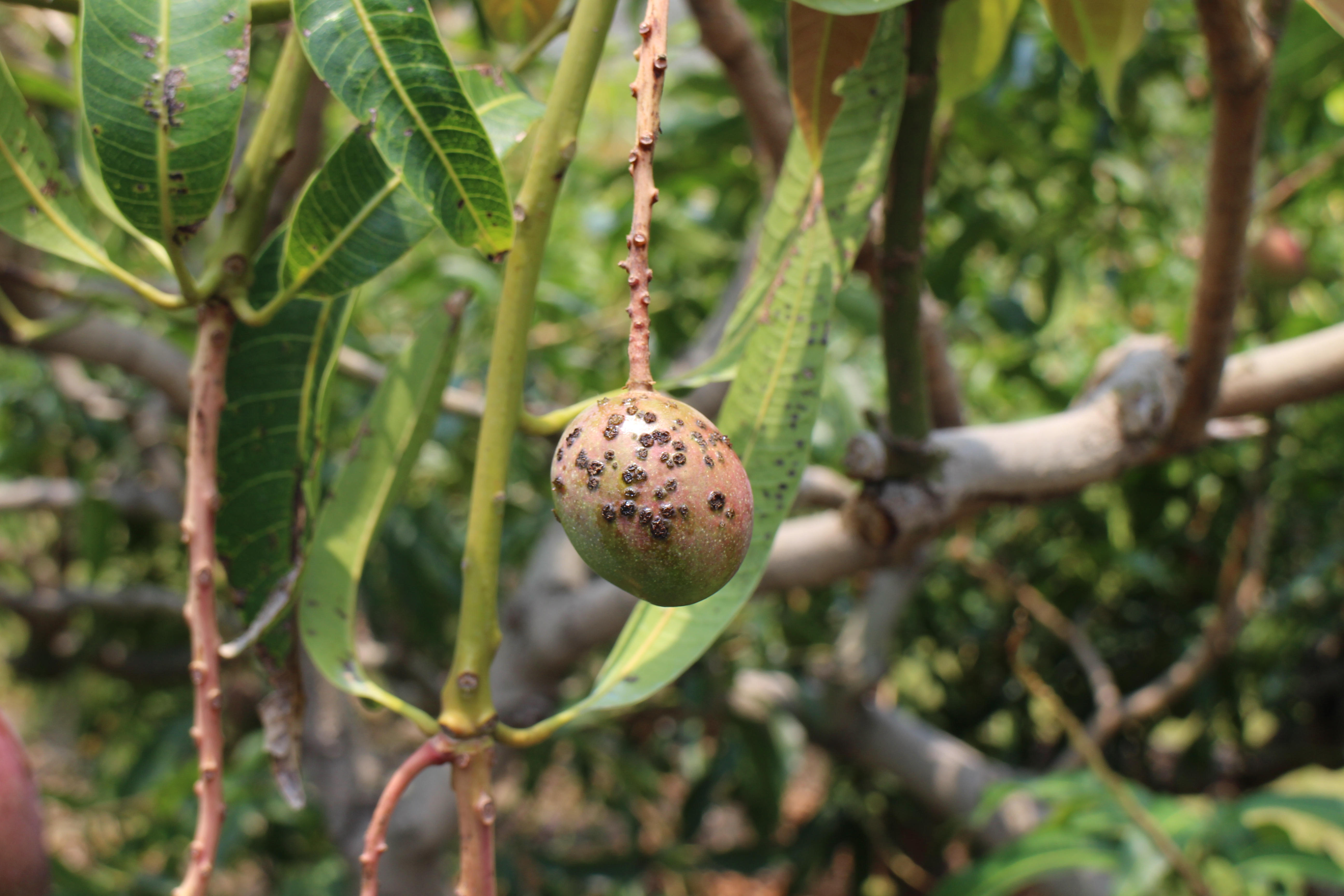 芒果幼果感染黑斑病的情形