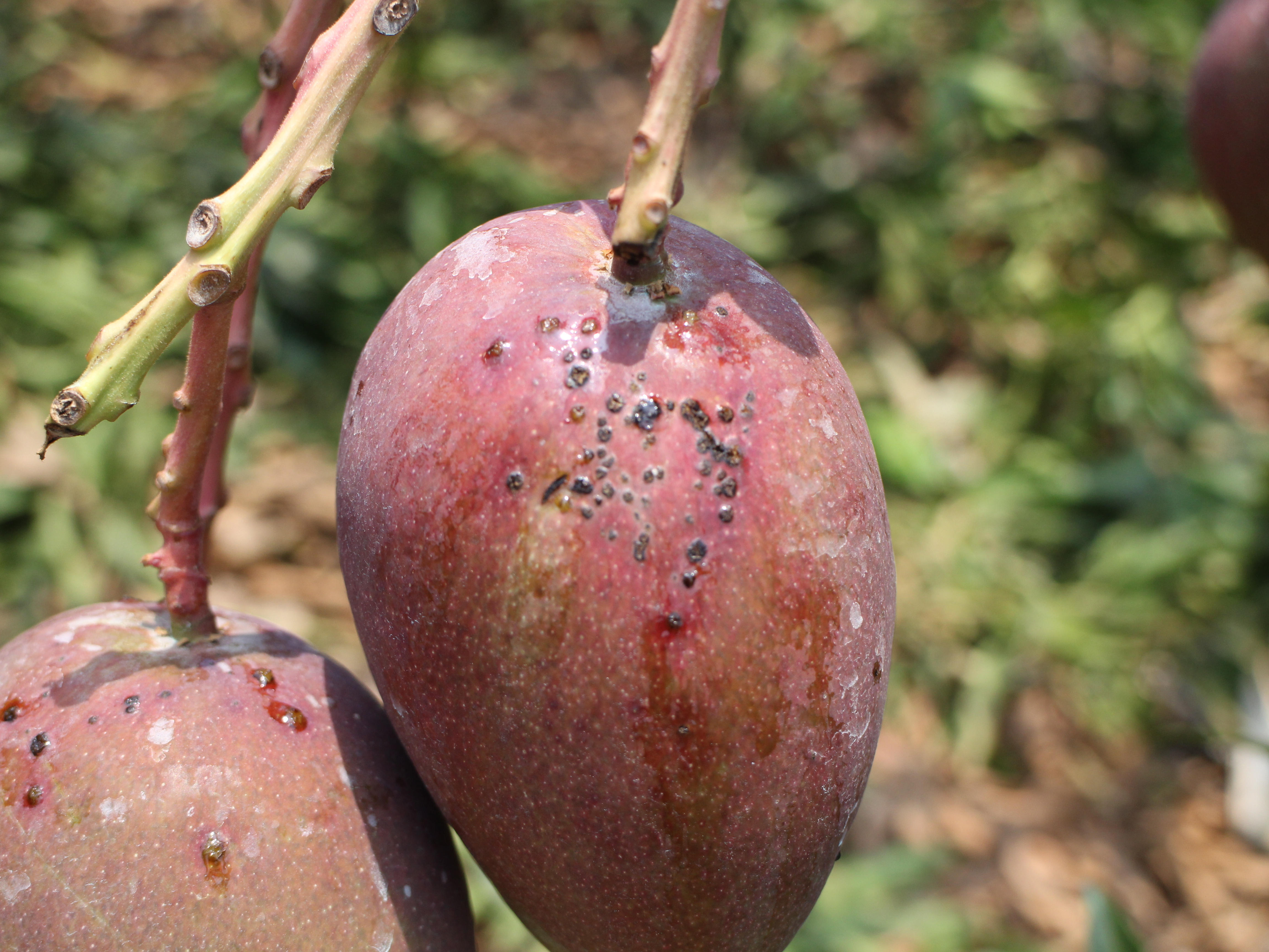 近成熟果實黑斑病徵狀