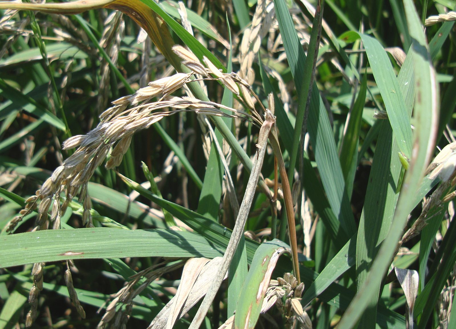 穗頸稻熱病造成整穗彎折乾枯，俗稱「吊穗」或「吊狗」。