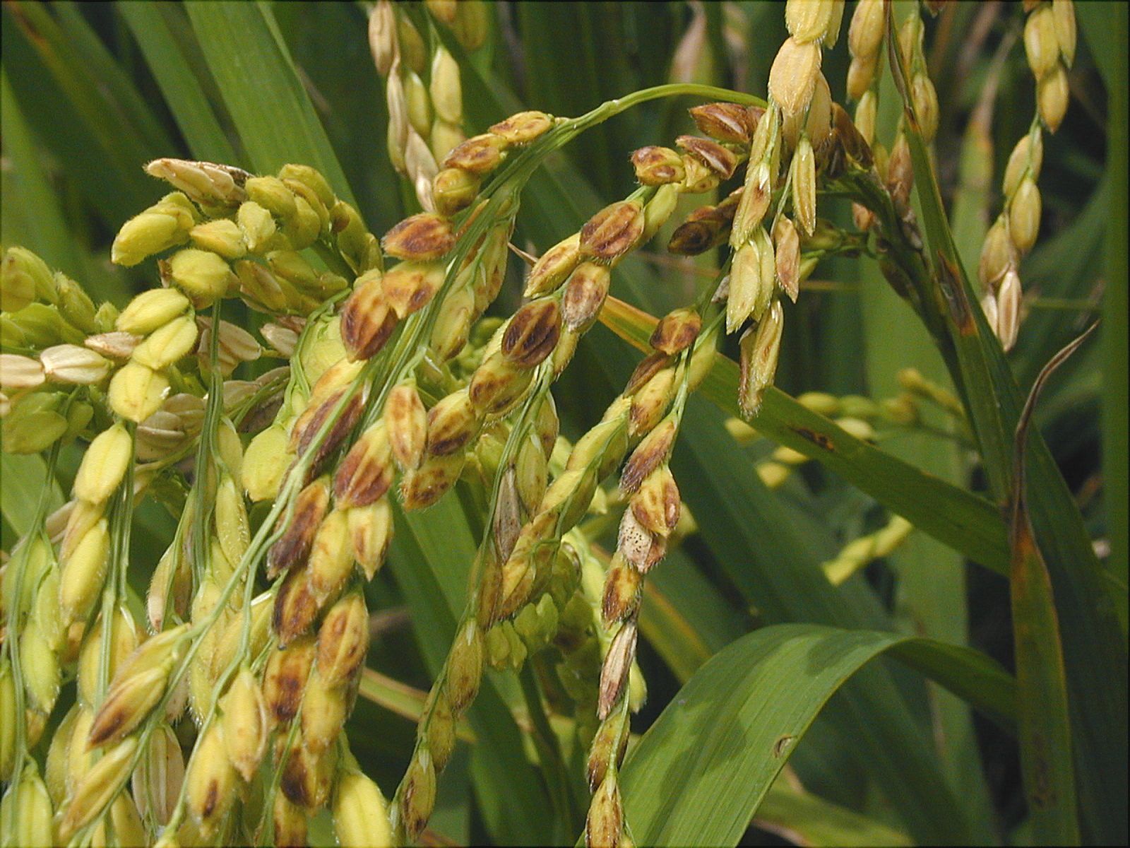 稻熱病感染穀粒形成暗灰色或白色病斑