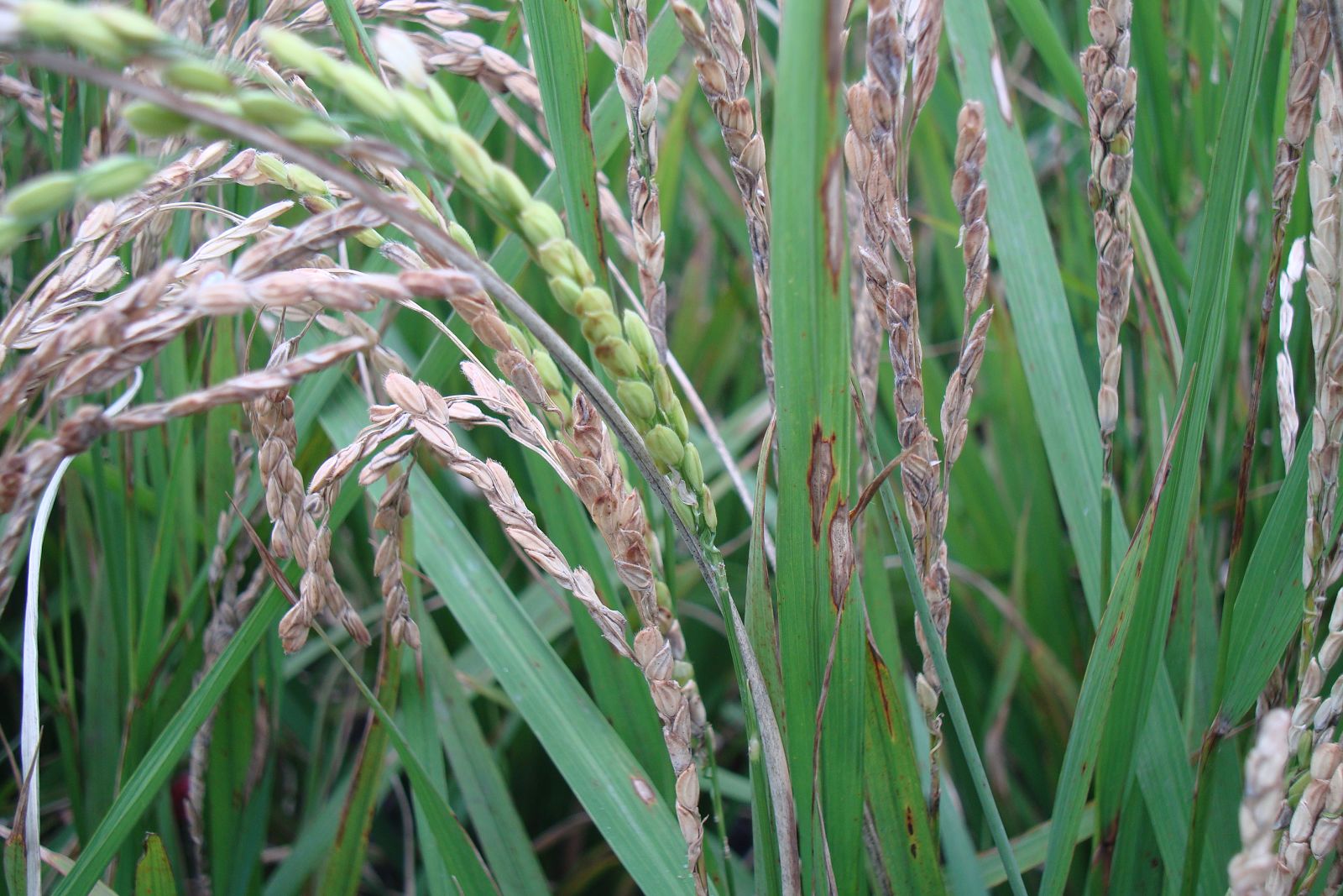 稻熱病嚴重感染穀粒時使穀粒不充實或不稔