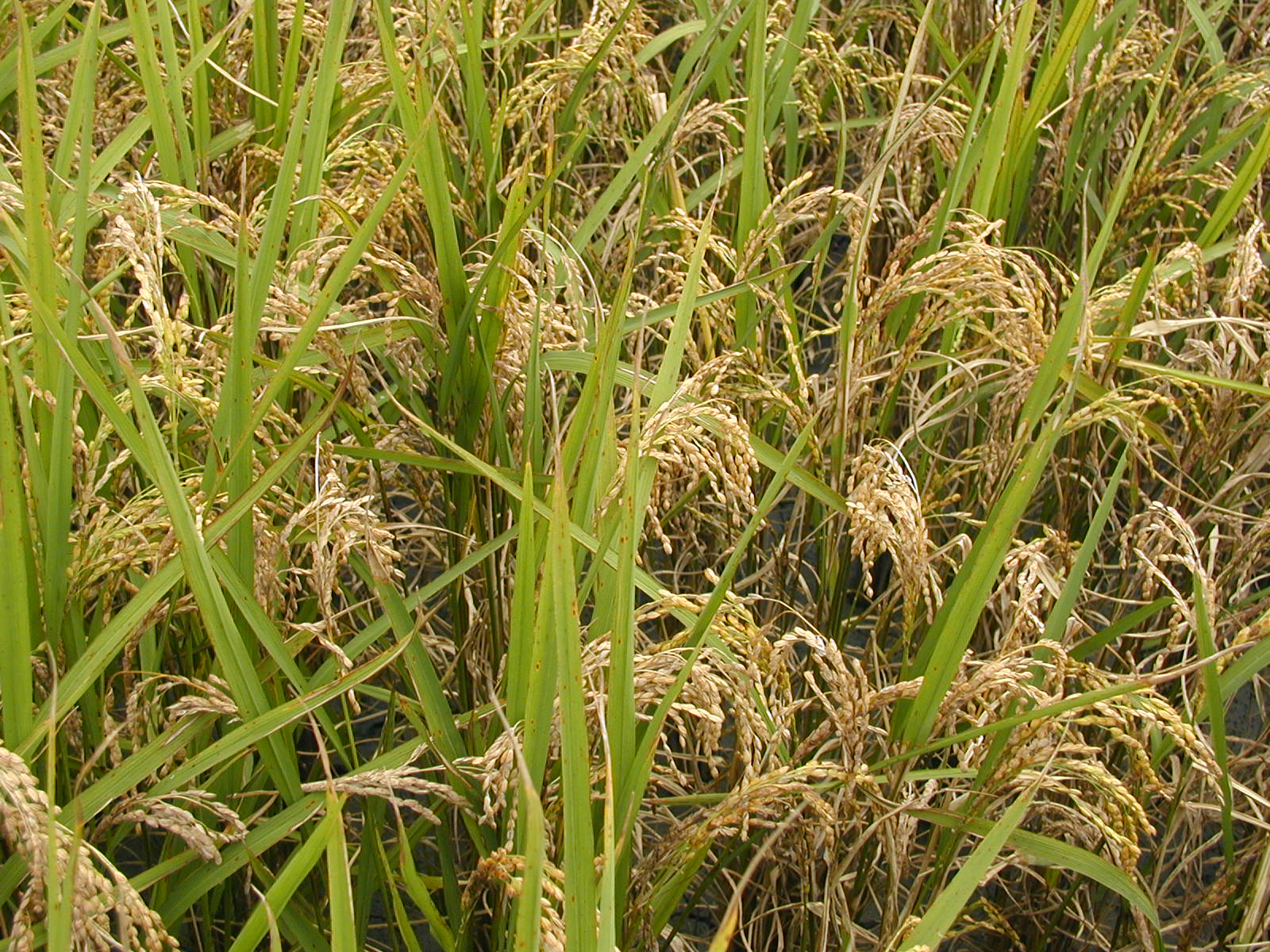 穗稻熱病防治不當會造成嚴重損失