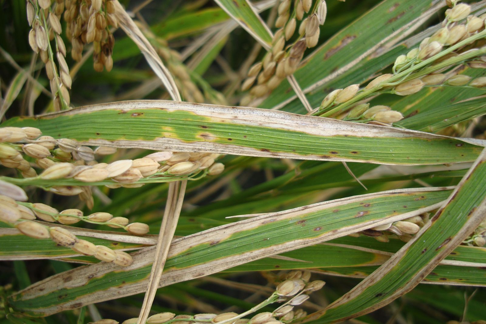 稻白葉枯病發生後會沿葉緣發展成波浪狀灰白色條斑