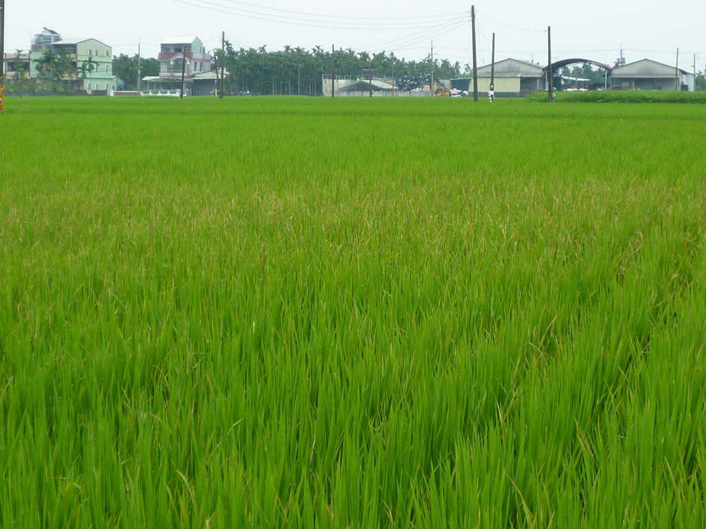 雨後或晨露未乾前進入田間，產生的人為傳播，造成條帶狀發病。