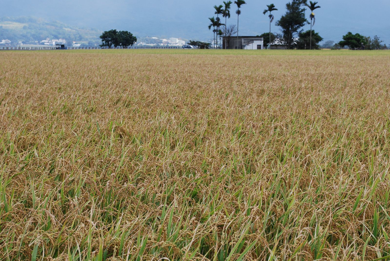 白葉枯病發生嚴重的稻田