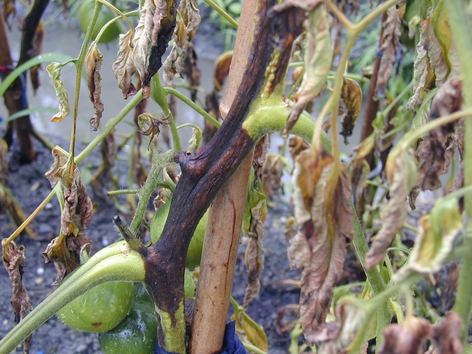 番茄晚疫病造成莖部黑褐化(黑骨)