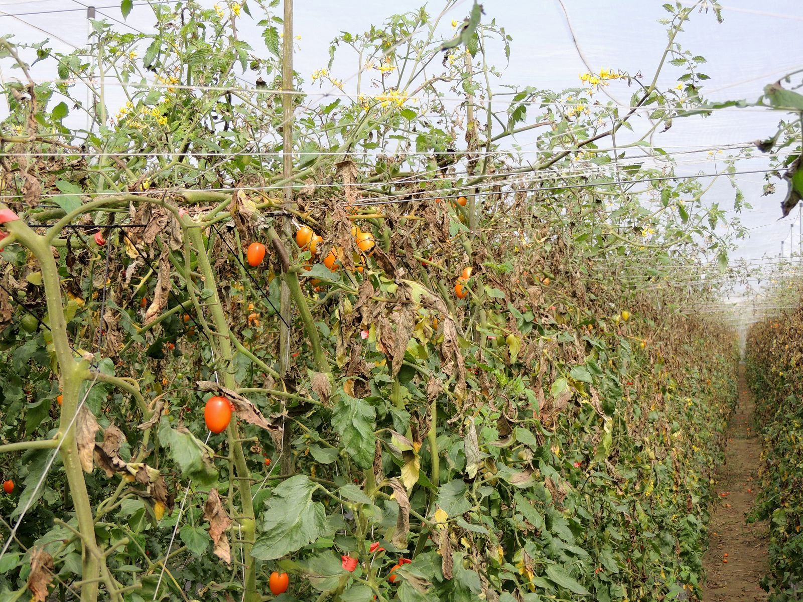 番茄晚疫病造成葉片普遍乾枯