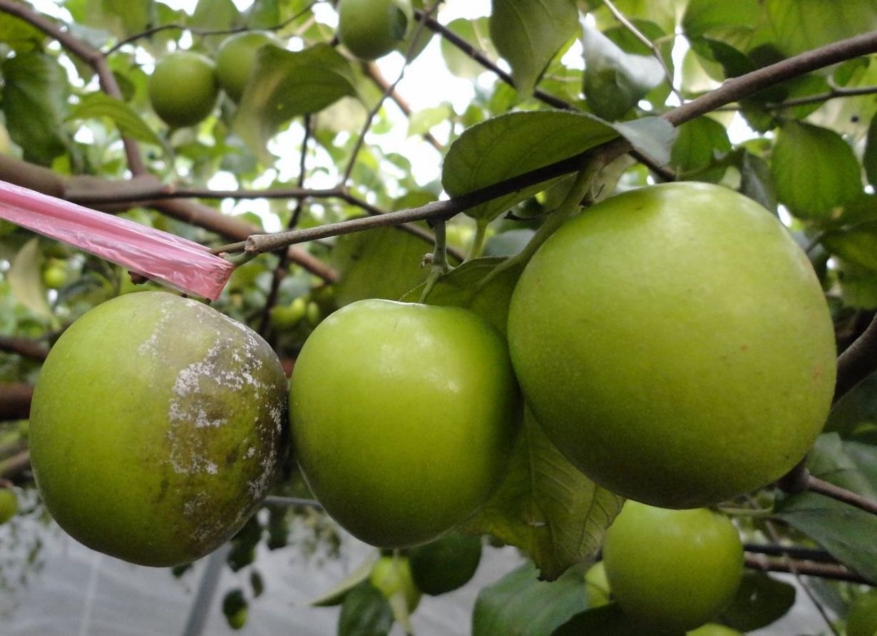 臺灣棗果實受疫病菌危害產生褐化病斑及白色菌絲