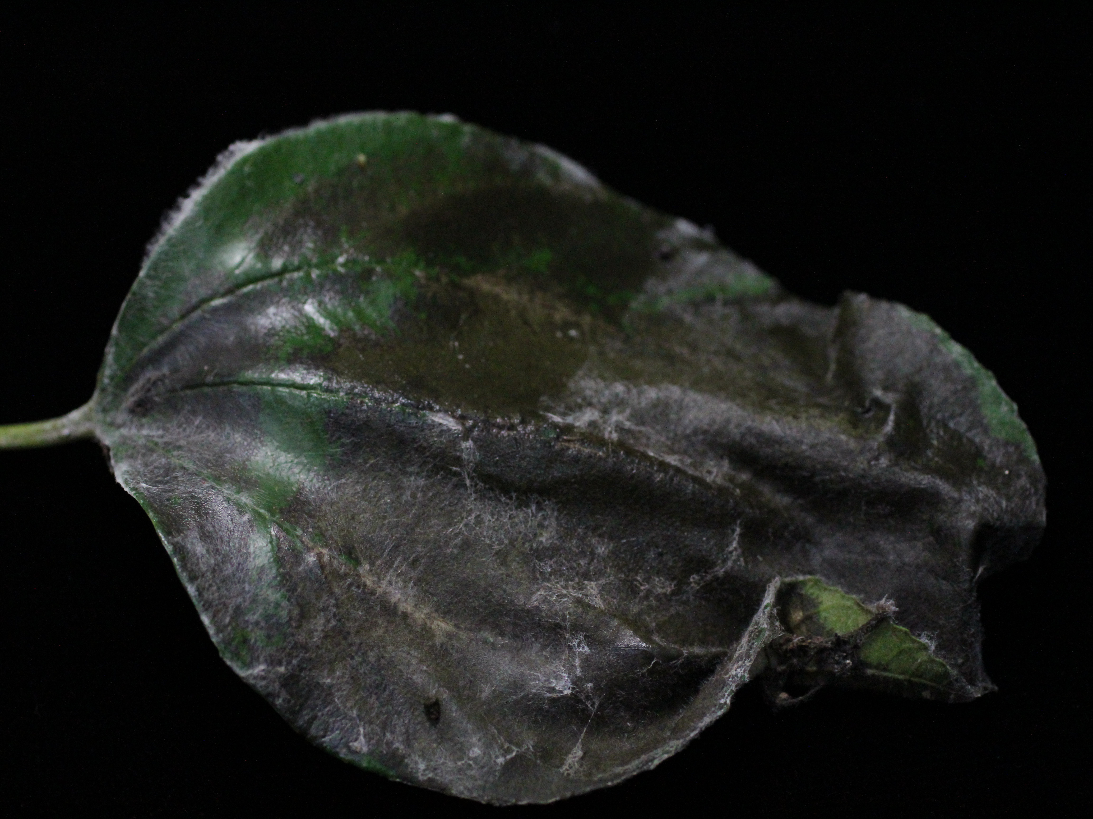 臺灣棗葉片受疫病菌危害後產生白色菌絲