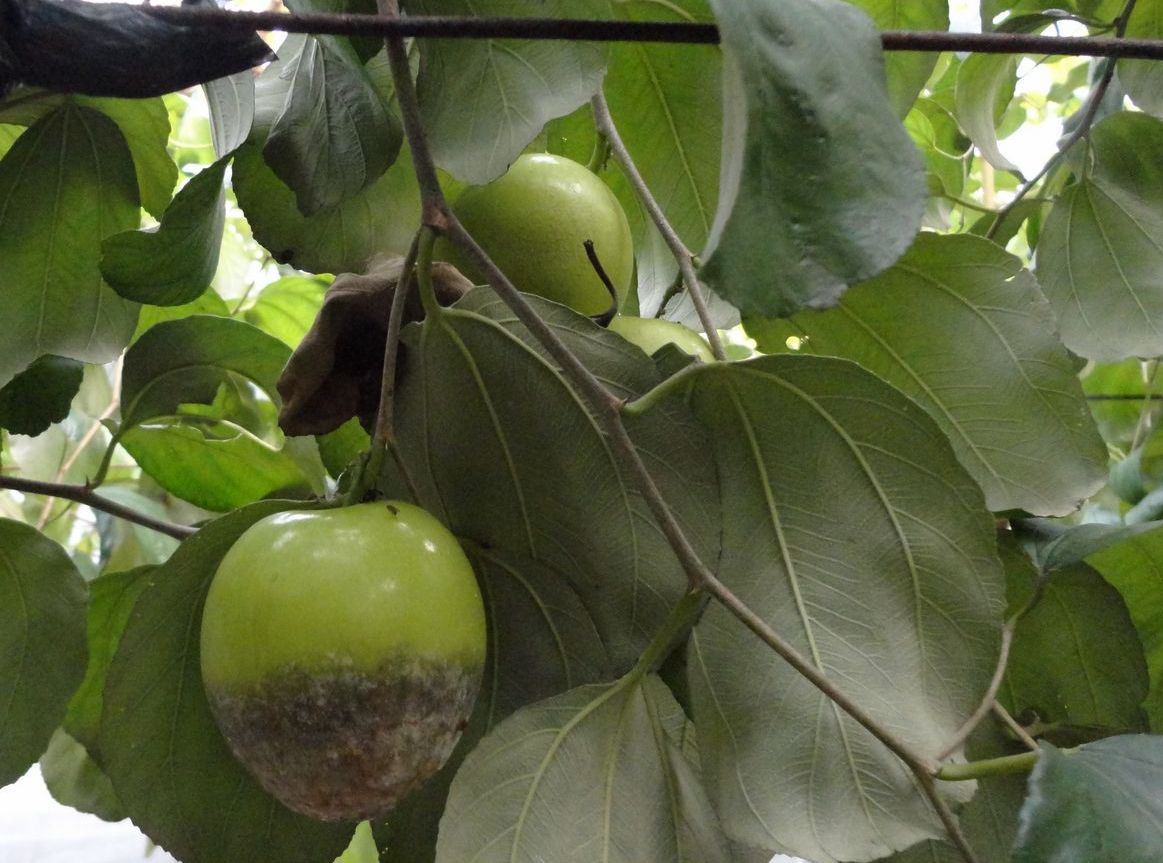 留果位低的果實容易感染疫病