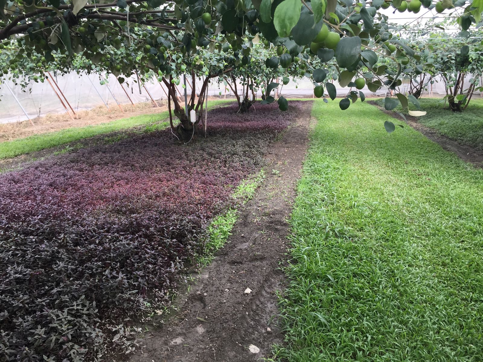 實施草生栽培可以減少臺灣棗疫病發生