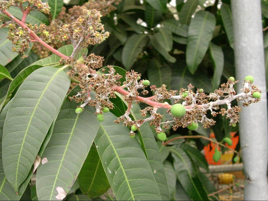 檬果花穗受白粉病感染情形