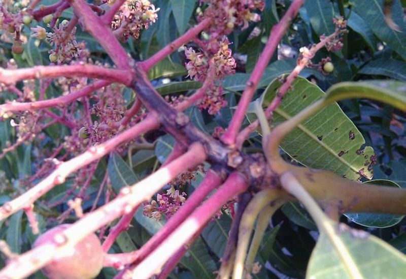 檬果花梗受炭疽病危害狀