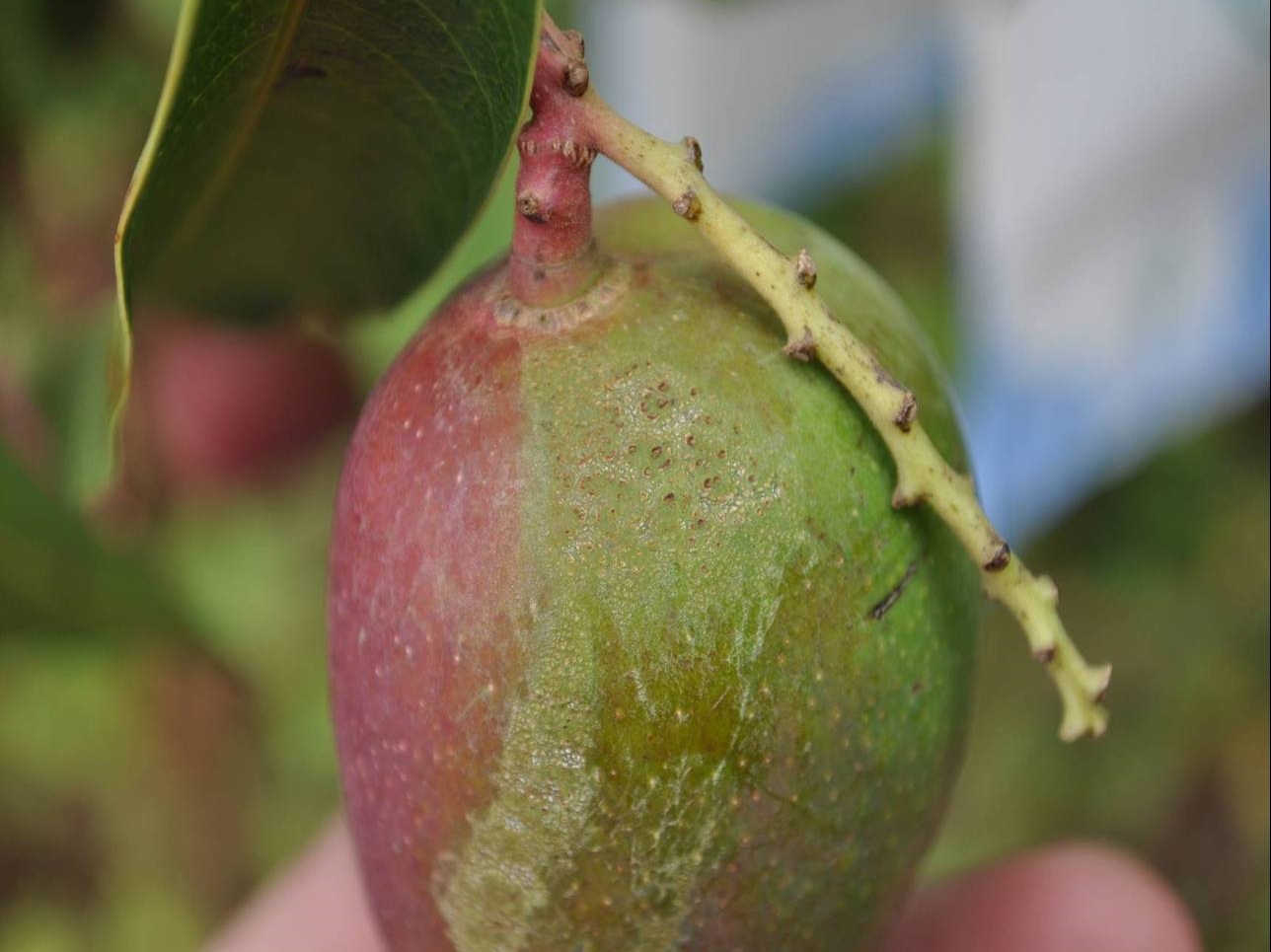 小黃薊馬危害幼果造成表皮結痂