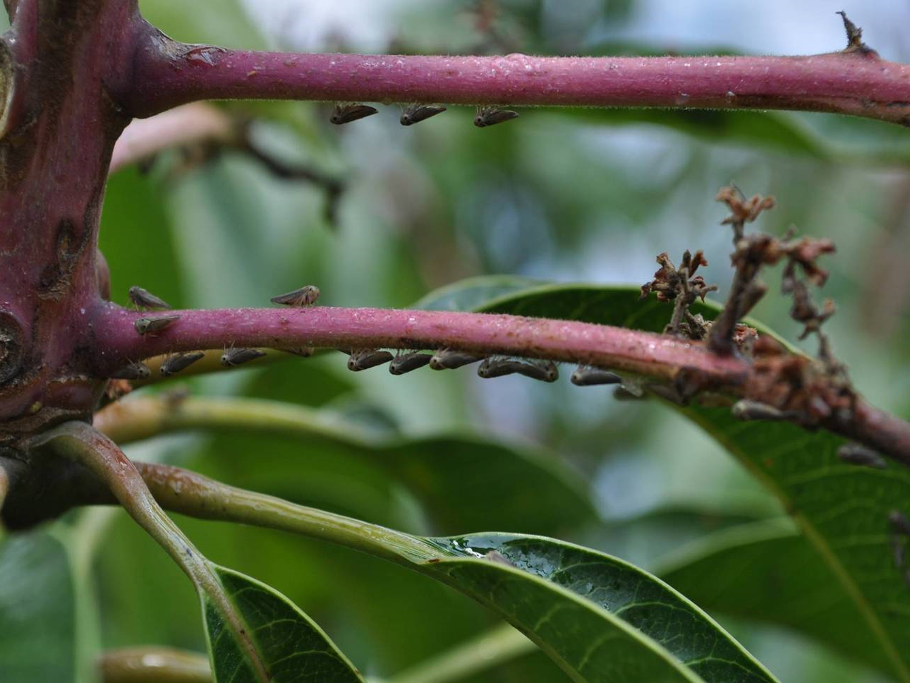 芒果葉蟬危害狀