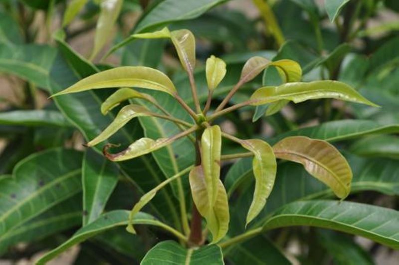 小黃薊馬危害造成之嫩葉焦枯現象