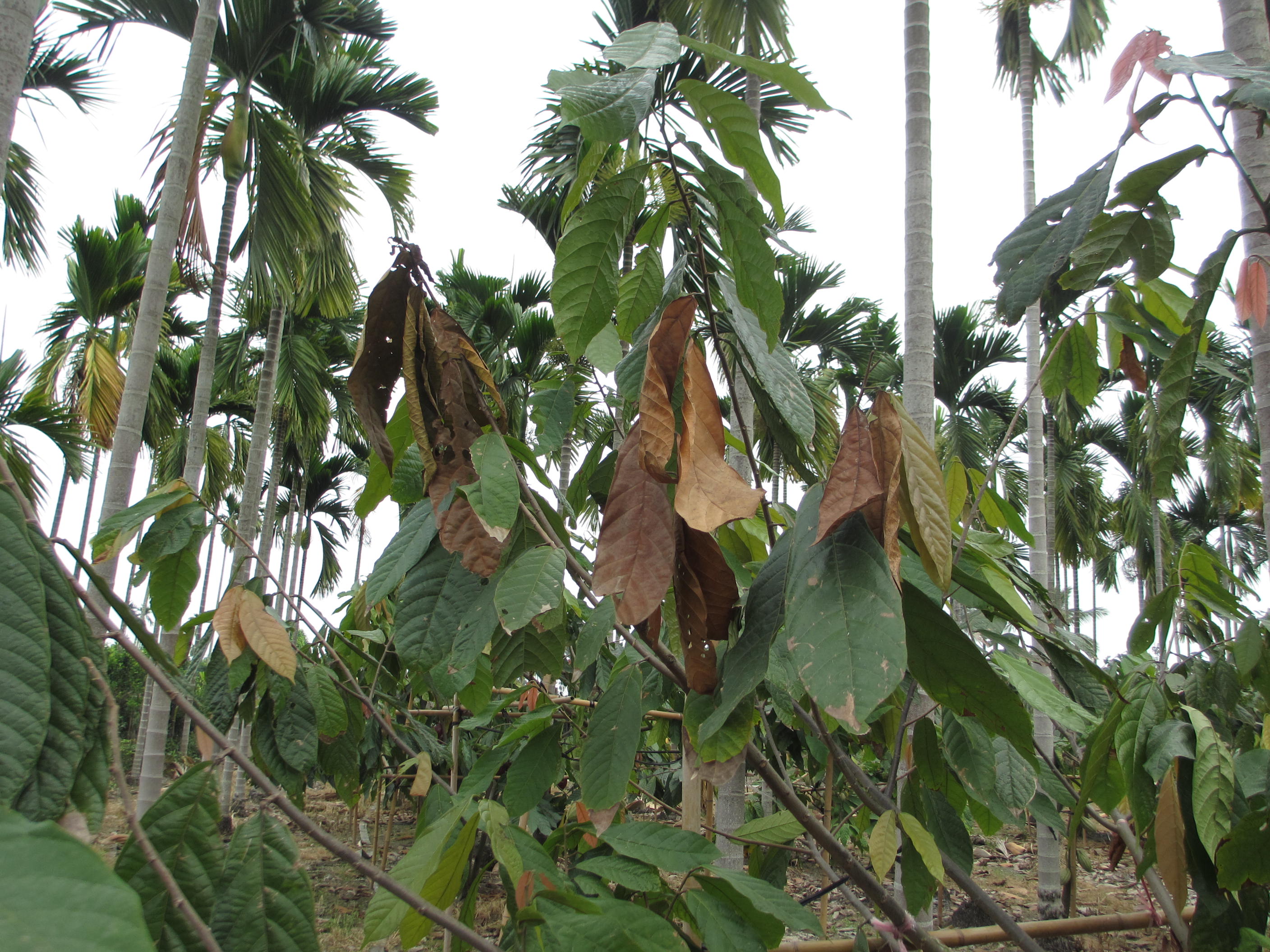 可可樹遭受咖啡木蠹蛾危害導致枝枯
