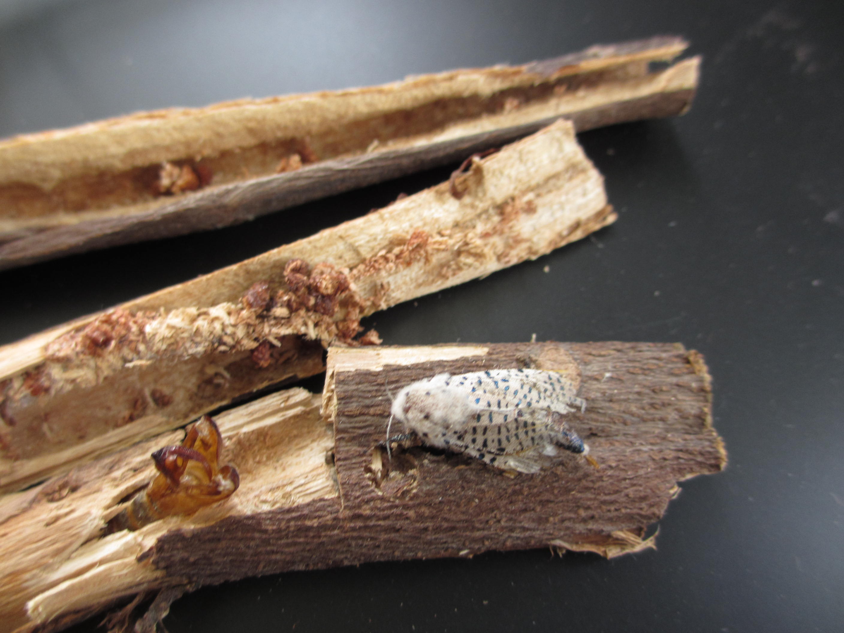 咖啡木蠹蛾的蛹殼與成蟲