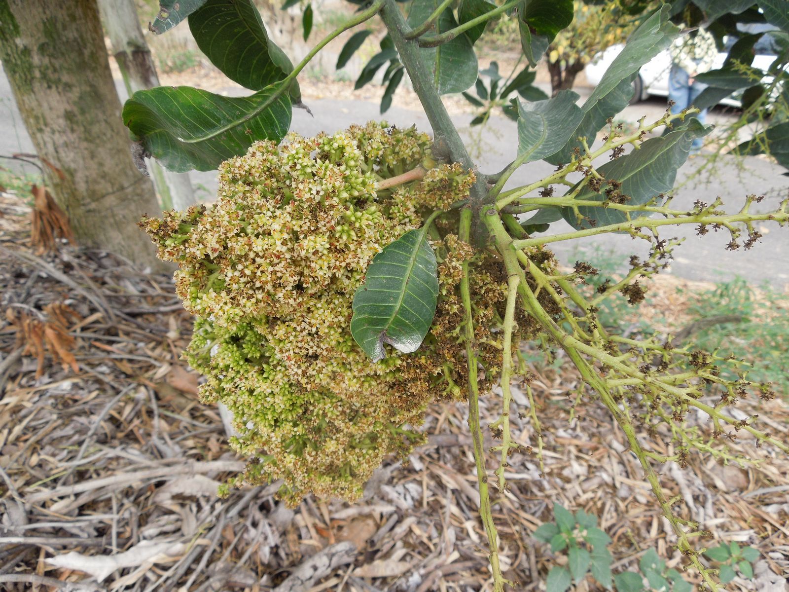 芒果畸形病造成花軸變短簇生及花器葉化病徵