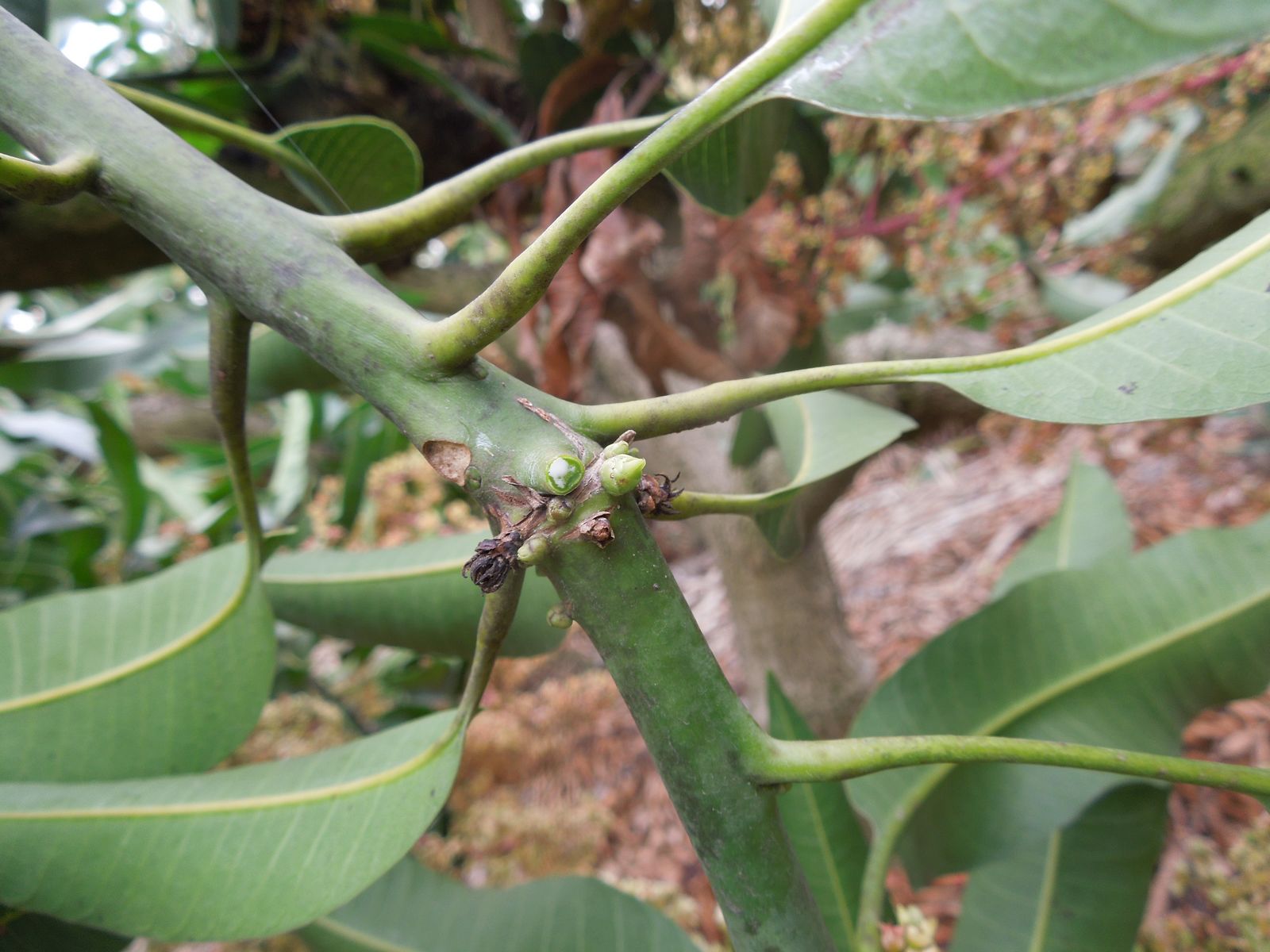 枝條得病後產生不正常芽點
