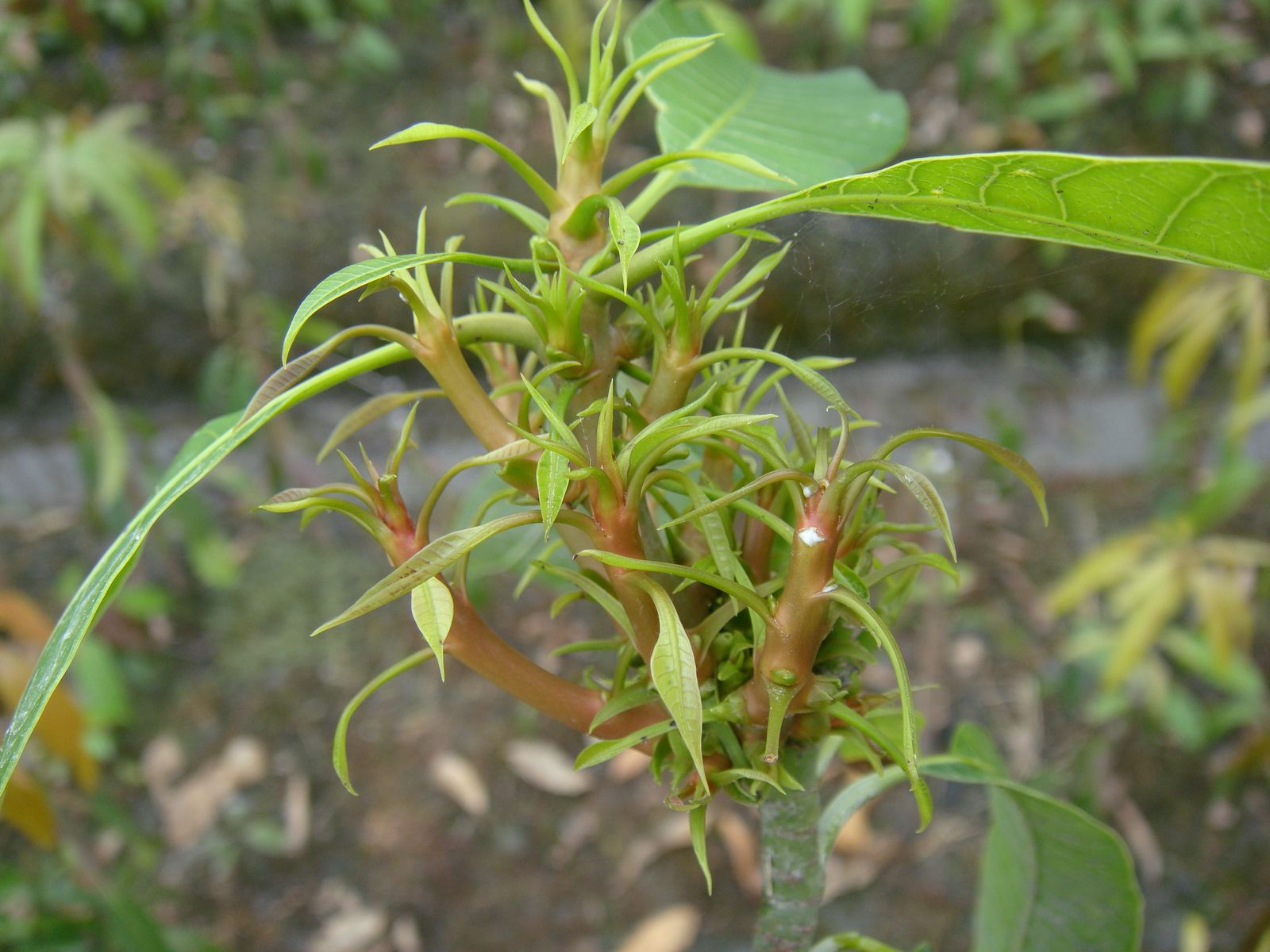 芒果新芽感染畸形病的病徵