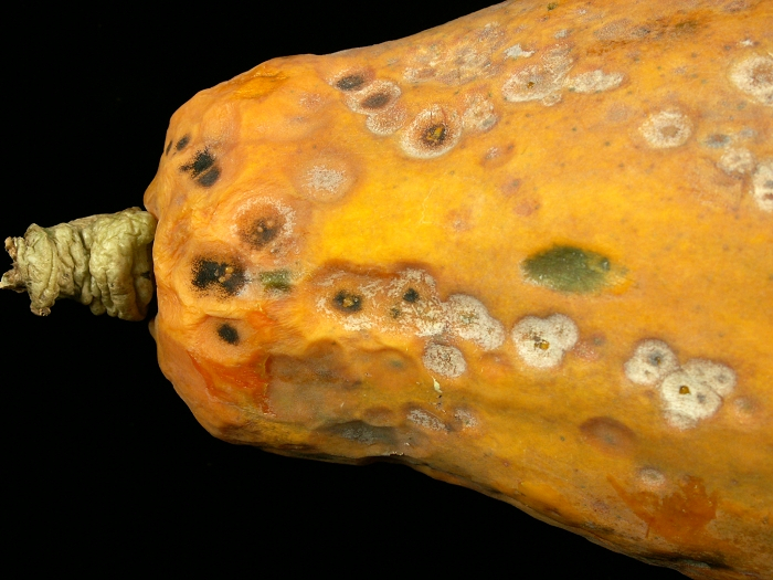 炭疽病危害成熟果實後,出現的凹陷病斑 炭疽病危害成熟果實後,出現的凹陷病斑