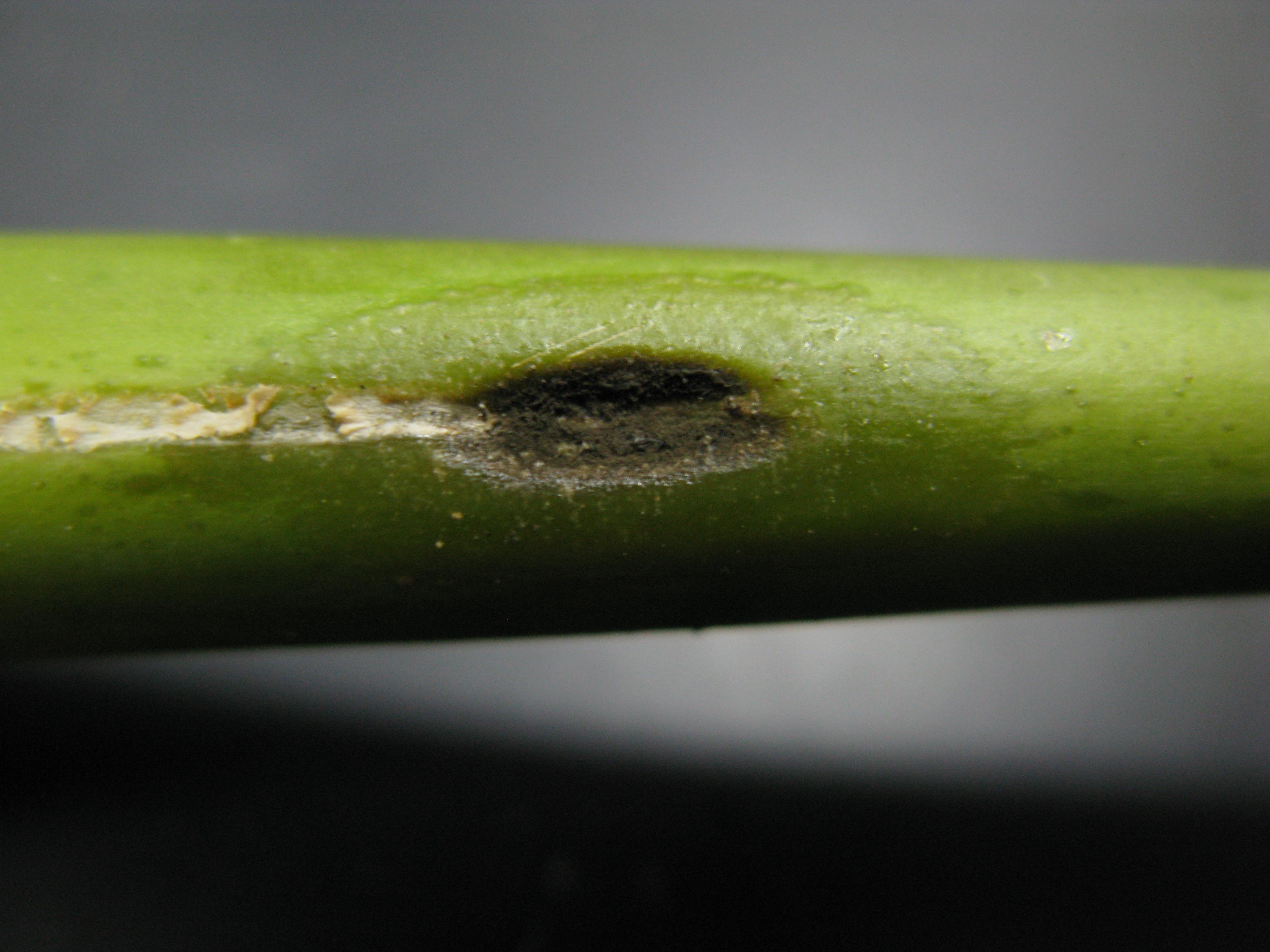 木瓜黑腐病感染莖部，造成水浸狀黑色凹陷病徵
