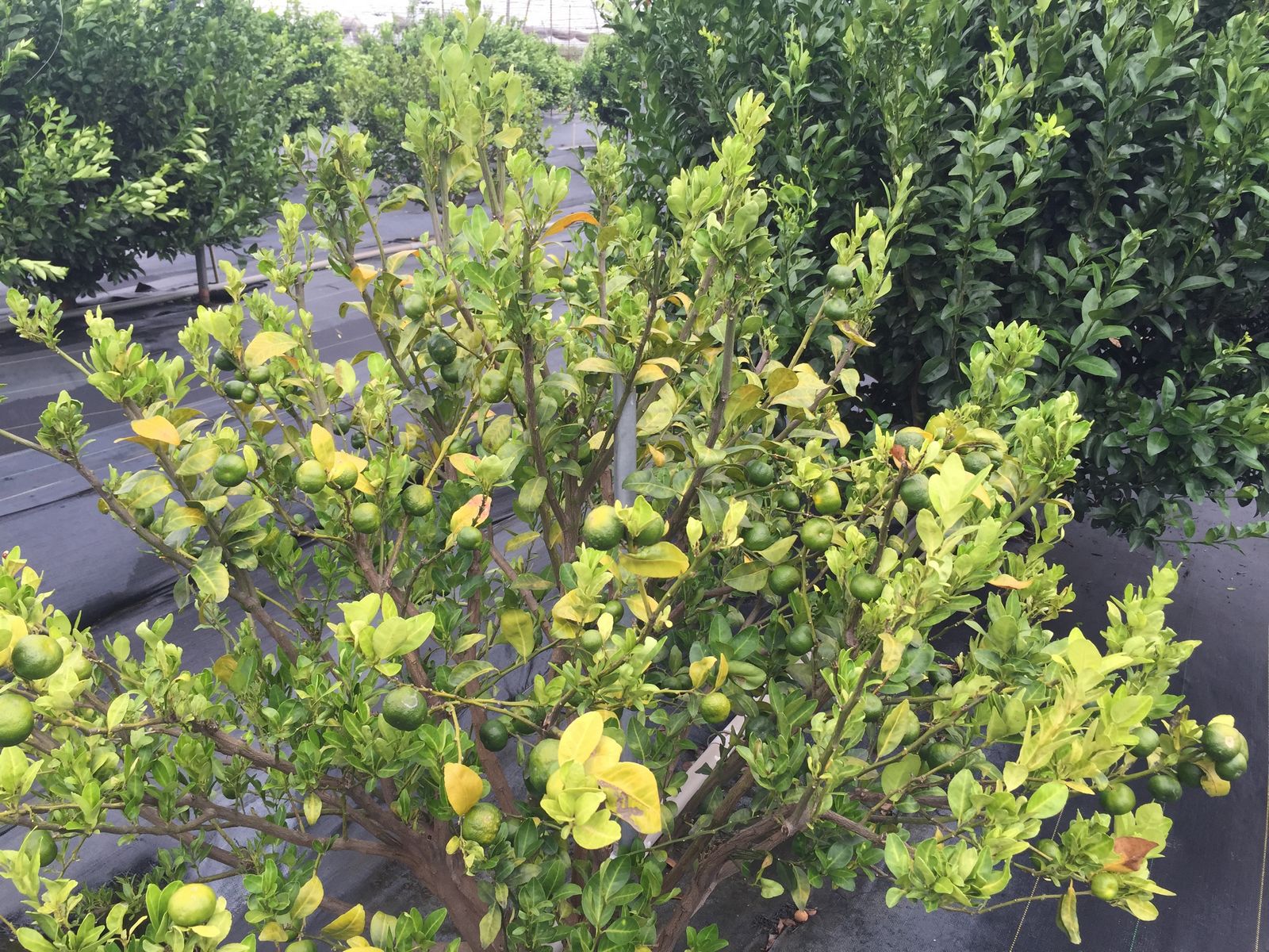 檸檬植株受黃龍病危害後植株葉片黃化且樹勢衰弱