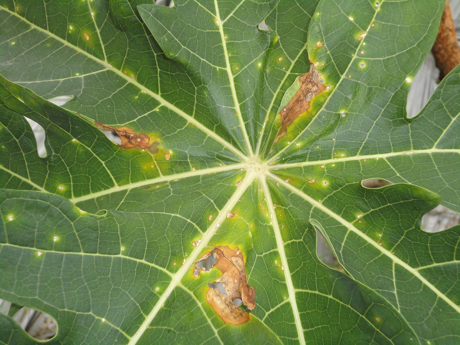 褐斑病危害木瓜葉片，出現淡黃色圓形或不規則形病斑