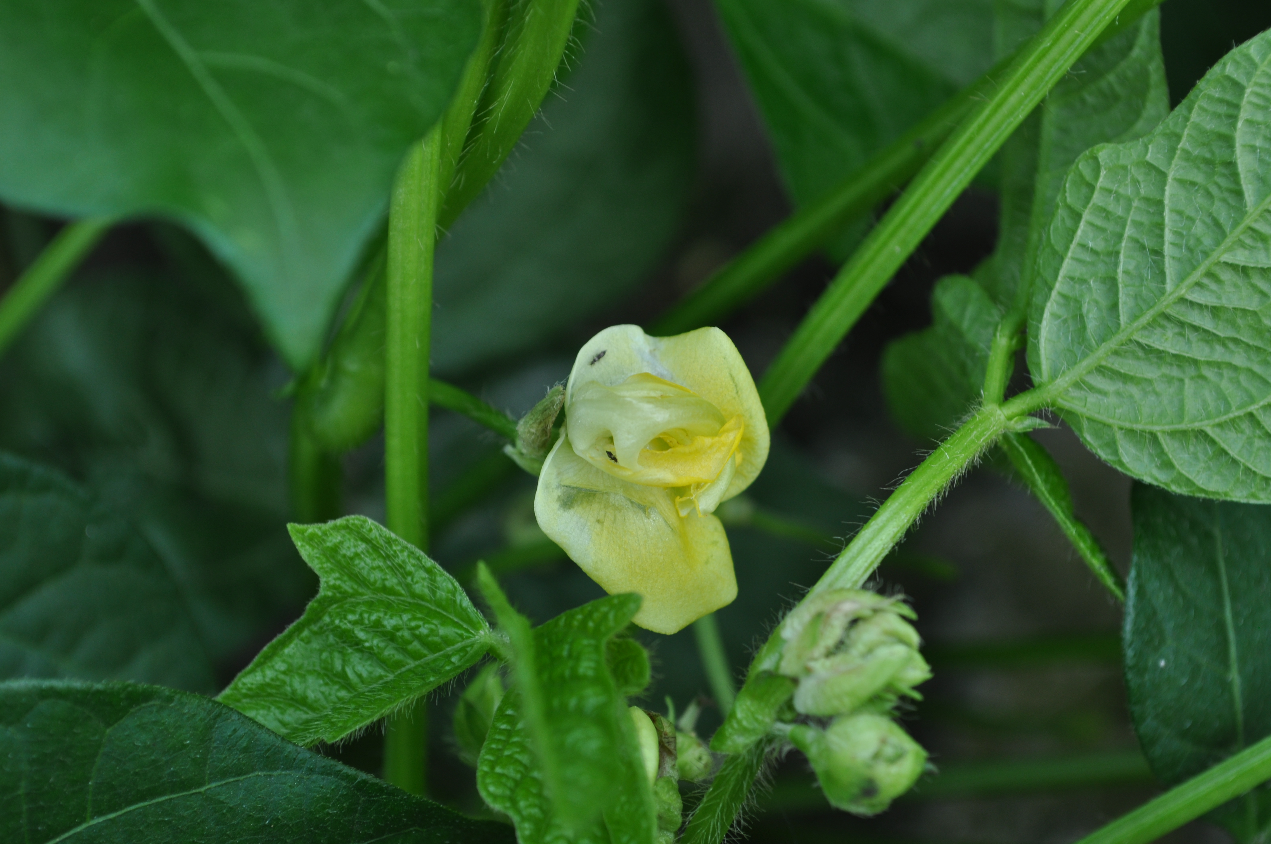 紅豆真葉受薊馬銼吸造成皺縮(圖左下部)