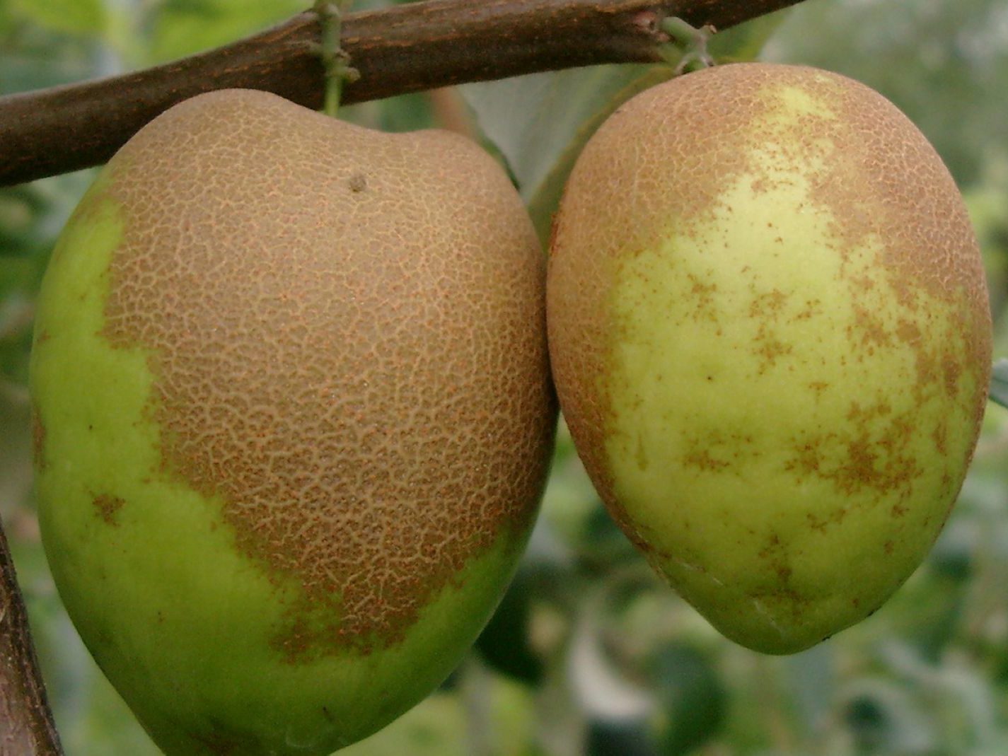 棗果實在幼果期如受到白粉病感染，會造成大果期果皮粗糙，而大幅降低商品價值。