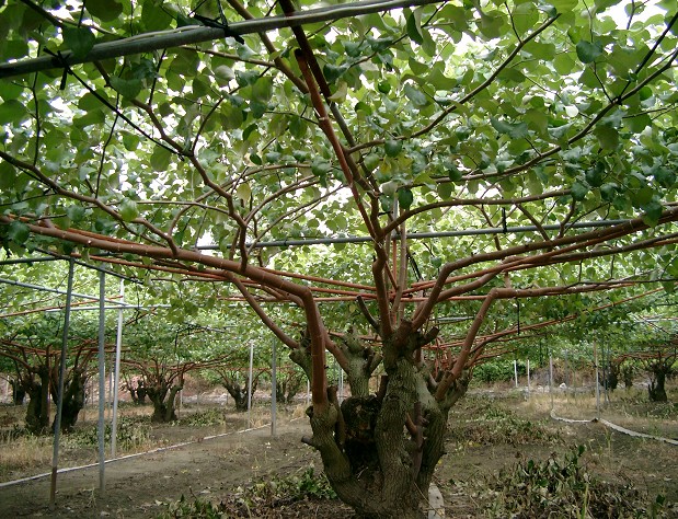 良好的整枝修剪可提高棗樹園的通風，減少白粉病發生。