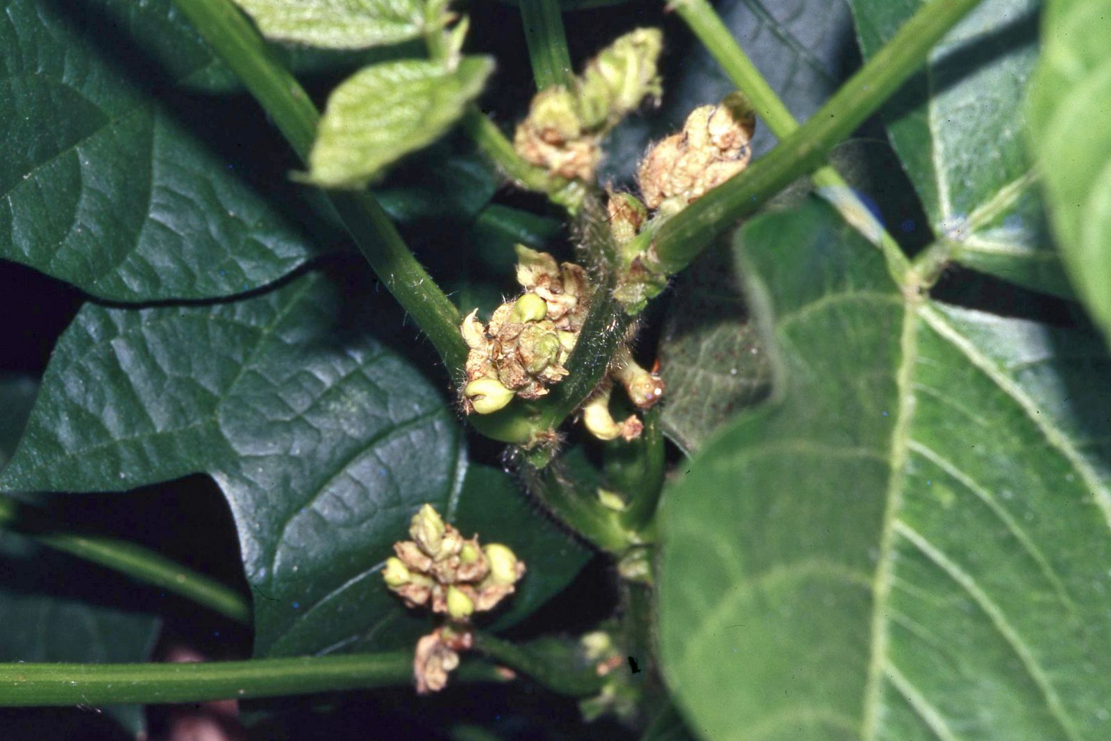 花器受薊馬嚴重危害俗稱「公花」