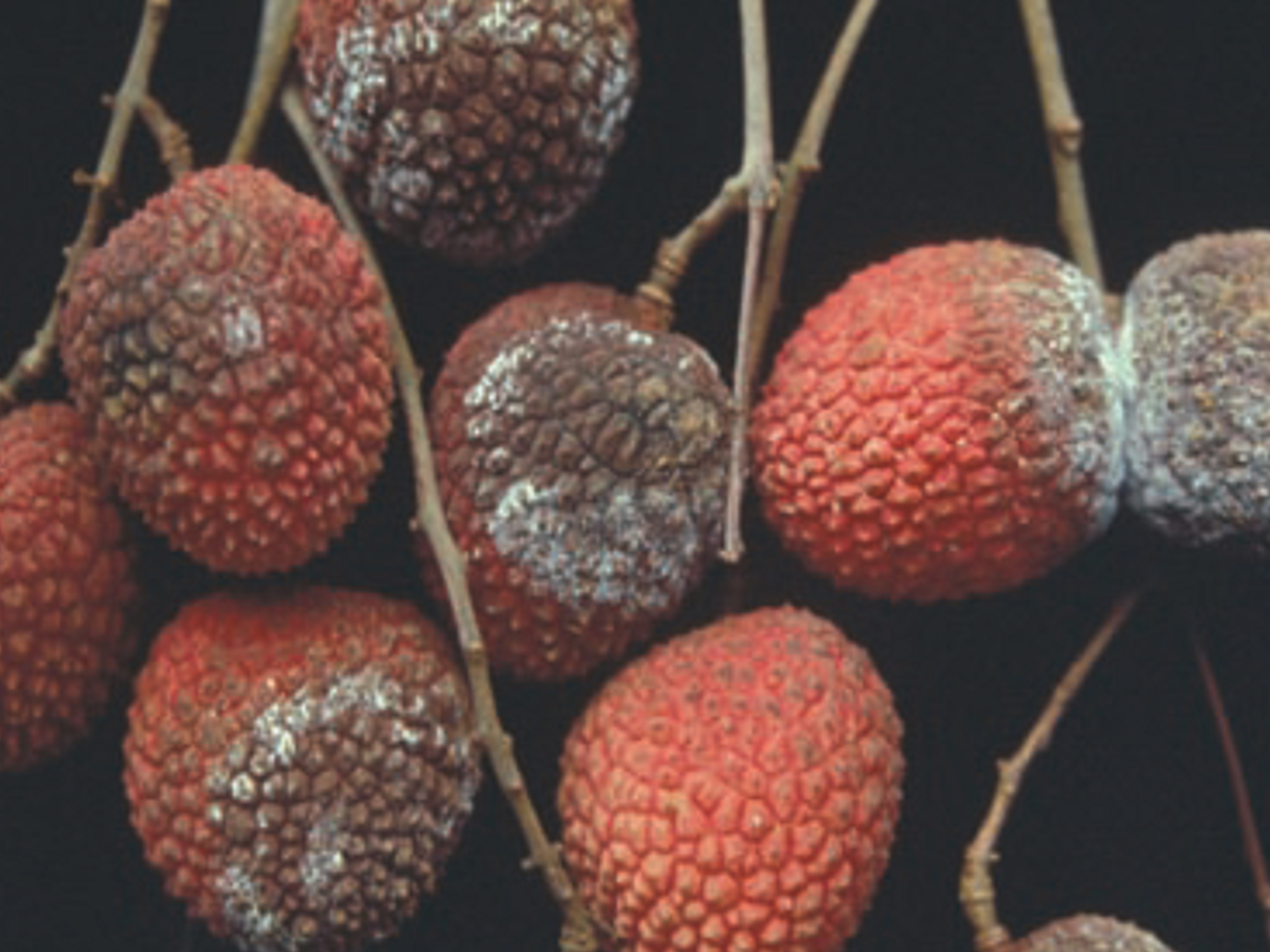 荔枝果實罹患露疫病，果皮表面長出白色霜粉狀物。