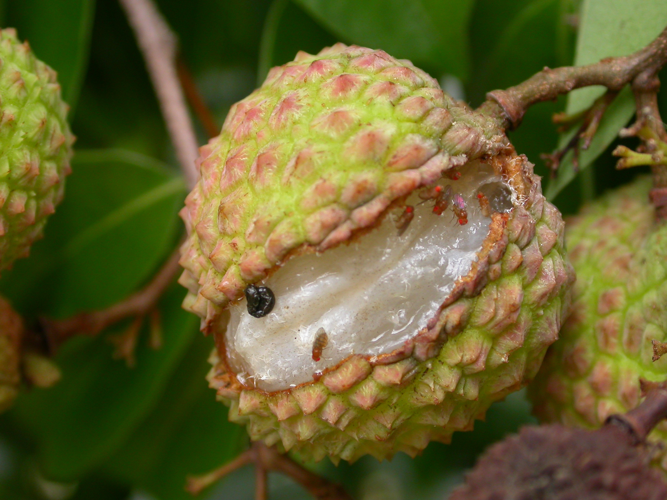 荔枝果實受酸腐病危害後期有裂果現象，並從病組織流出乳白色汁液。
