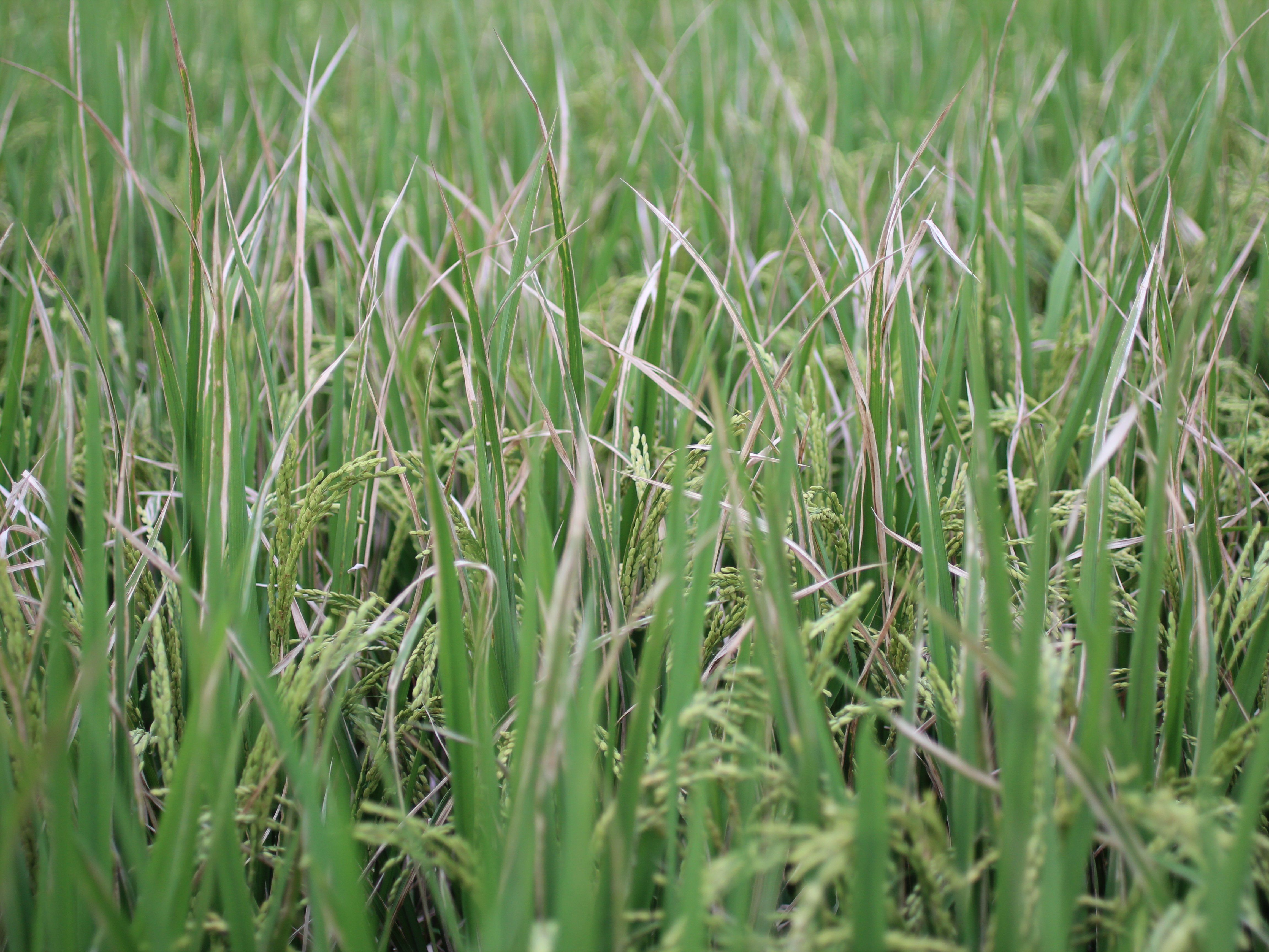 水稻白葉枯病嚴重時造成葉片乾枯現象 