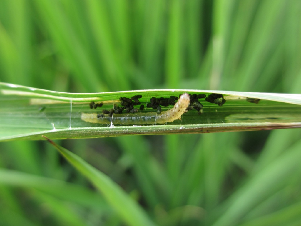 瘤野螟危害狀(幼蟲將稻葉縱向捲起，躲在其內啃食皮及葉肉)