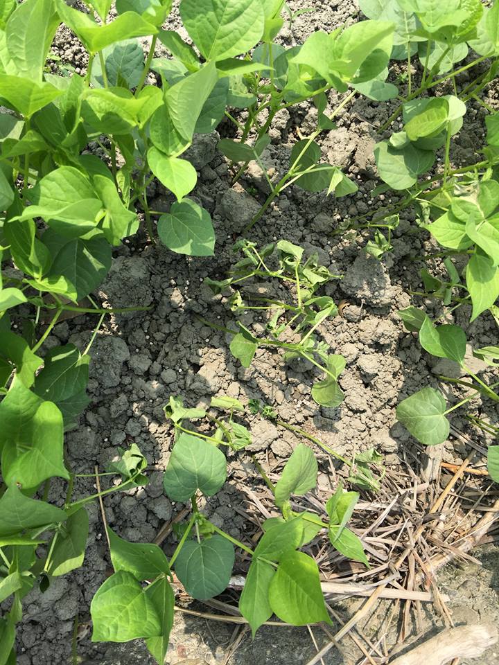 現地勘查紅豆田區根腐病發病情形-3