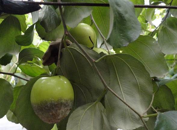 棗疫病造成褐色的水浸狀病斑，並於患部出現白色黴狀物，受感染的果實易落果