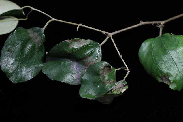 棗葉片受疫病菌感染後褐化並產生白色黴狀物