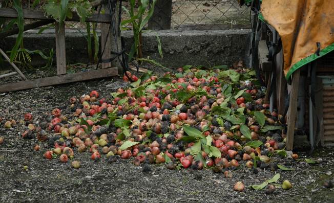 落果棄置於田間將產生大量病原菌，並持續感染蓮霧